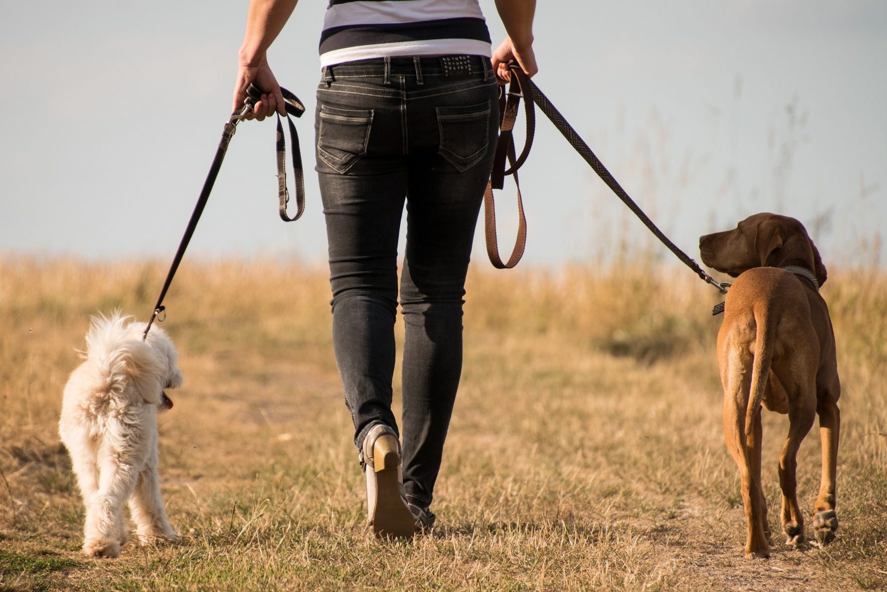 DOG BEHAVIOUR AND TRAINING METHODOLOGY CERTIFICATE - Edmonton Humane Society