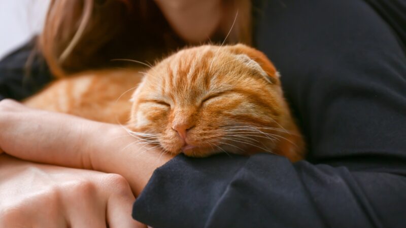 Woman holding a sleeping cat in her arms.